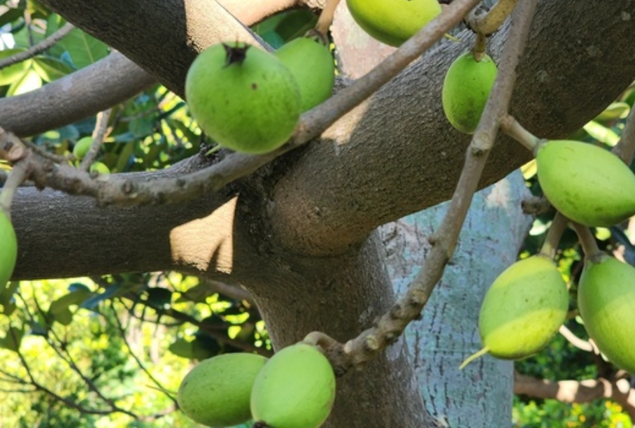 小葉欖仁果實有毒嗎