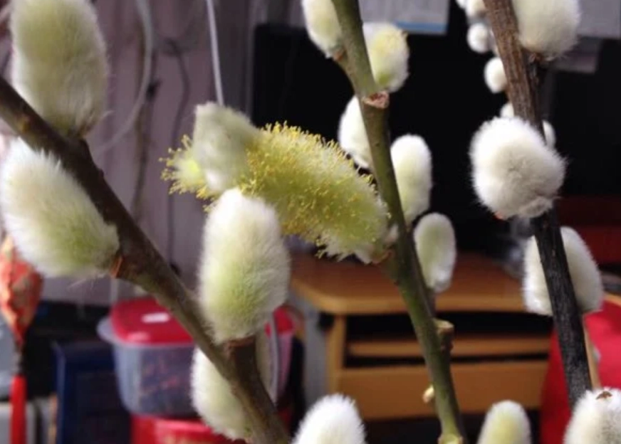 銀柳養護技巧 銀柳養護技巧