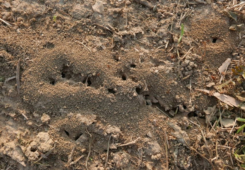 螞蟻窩夢境意義