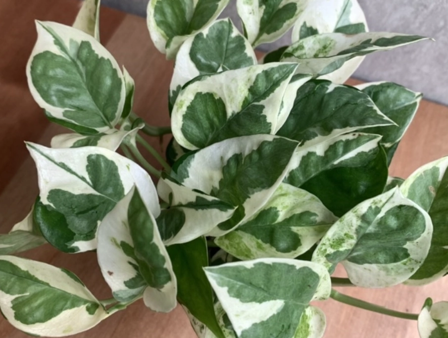 黃金葛水培方法