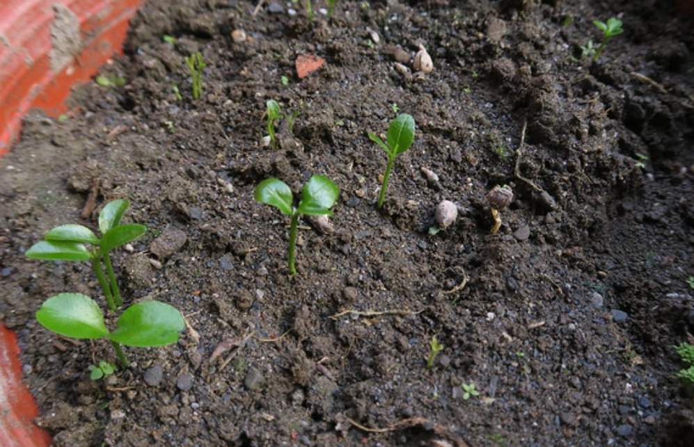 橘子種子發芽 橘子種子發芽