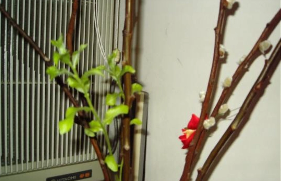 銀柳葉子生長 銀柳葉子生長