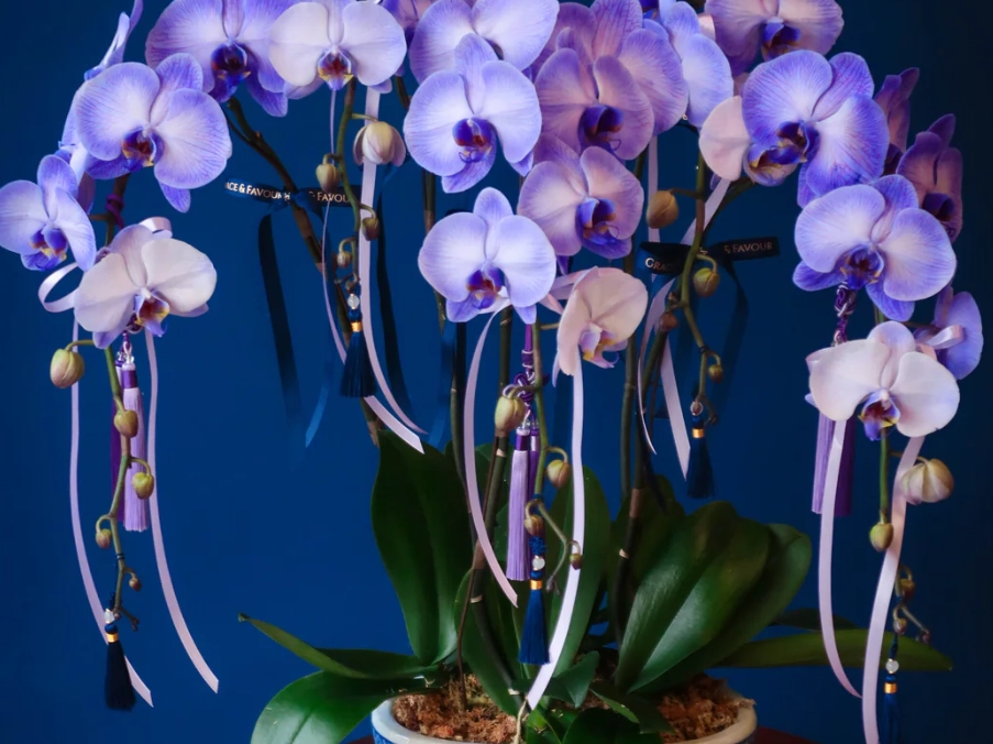 紫蘭花語意思 紫蘭花語意思