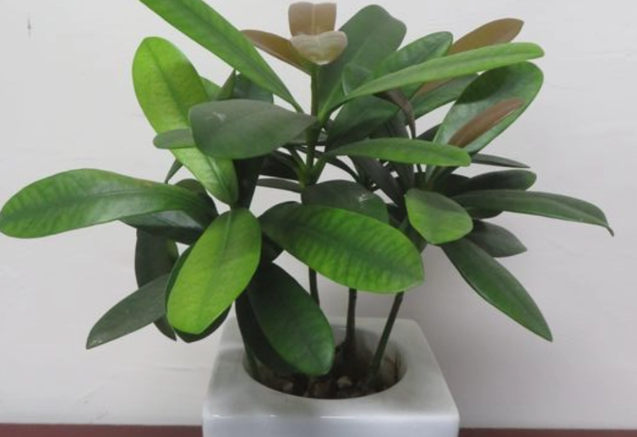 福木養護技巧 福木養護技巧