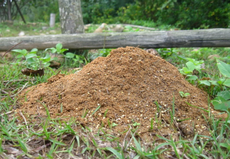 夢見螞蟻窩解夢