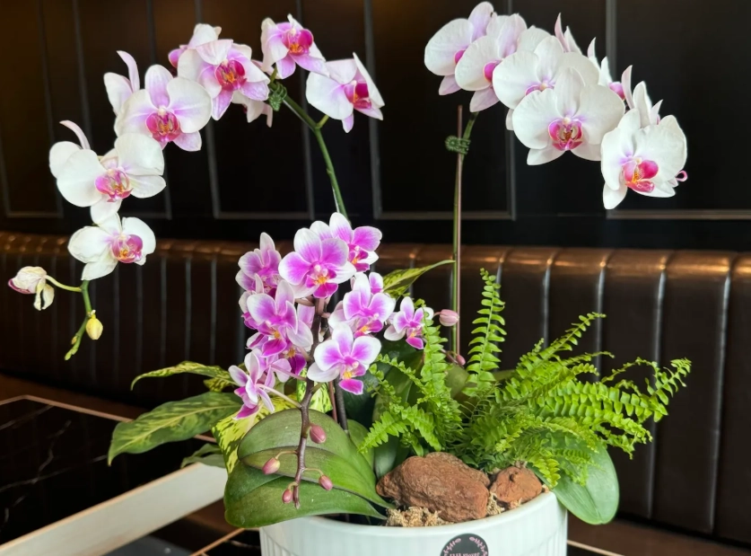 蘭花養護擺設