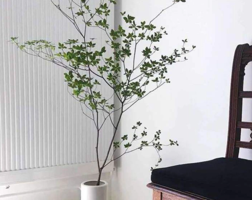 吊鐘 盆栽 種植