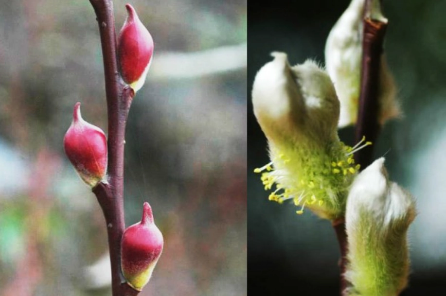 銀柳開花時間 銀柳開花時間