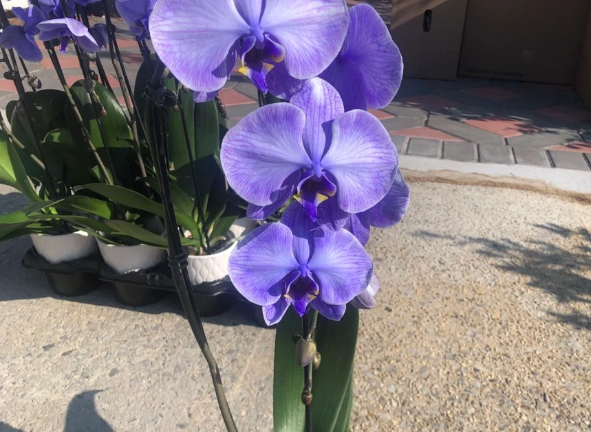 紫蘭花語意思 紫蘭花語意思