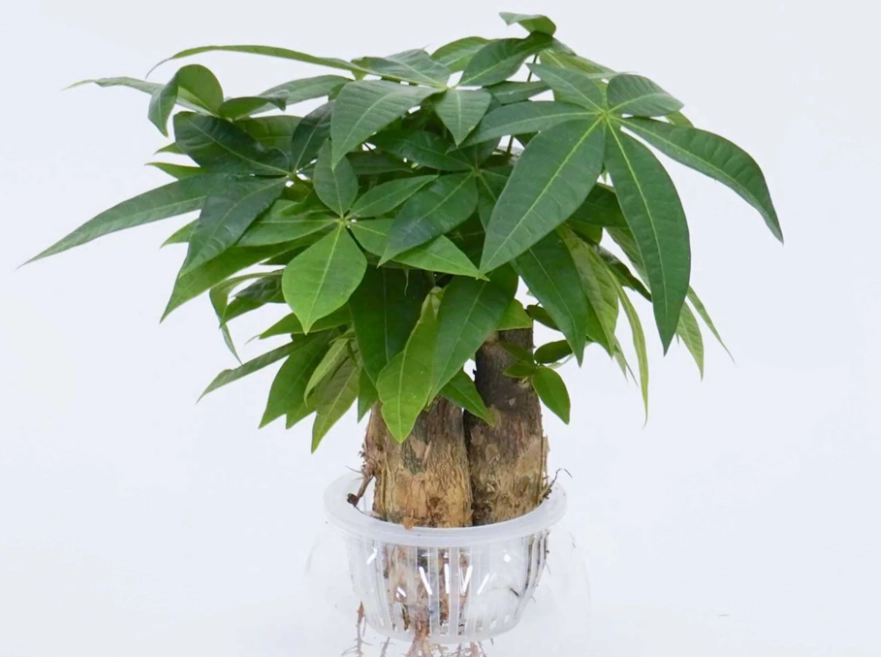 發財樹水種方法