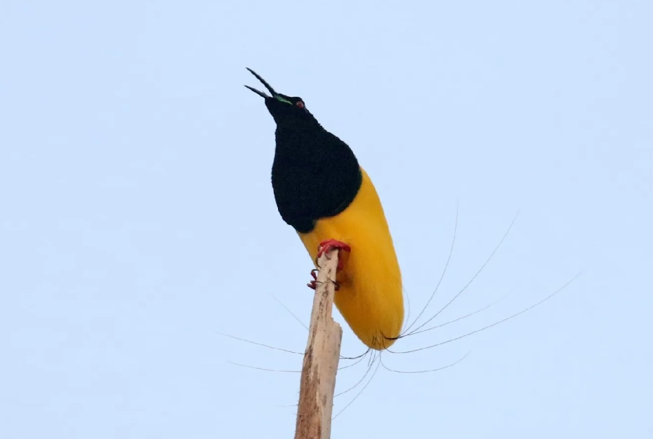 十二線天堂鳥 觀察