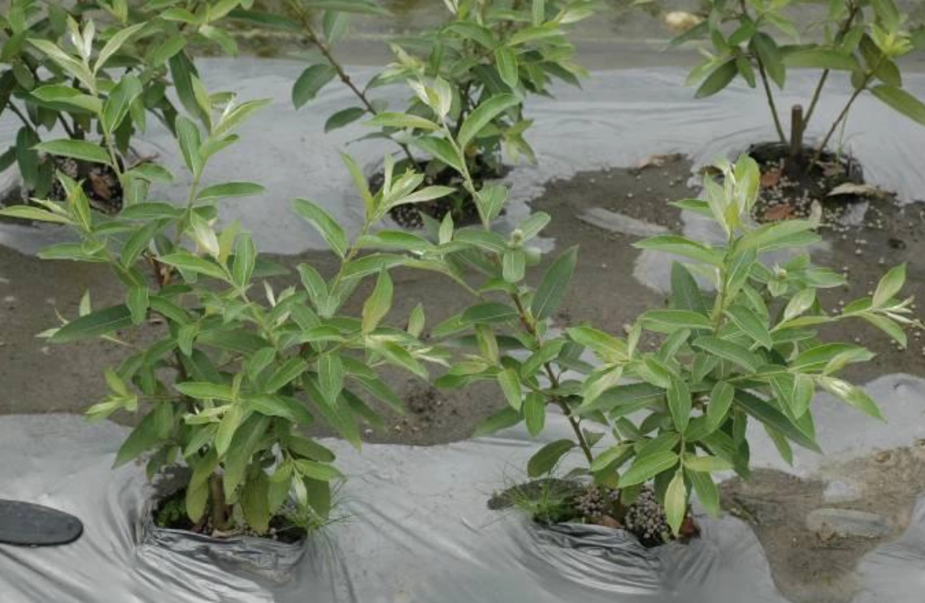 銀柳葉子生長 銀柳葉子生長