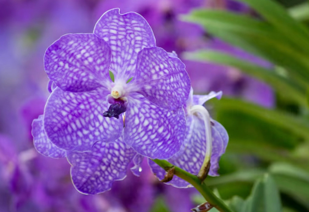 紫色蘭花種植 紫色蘭花種植