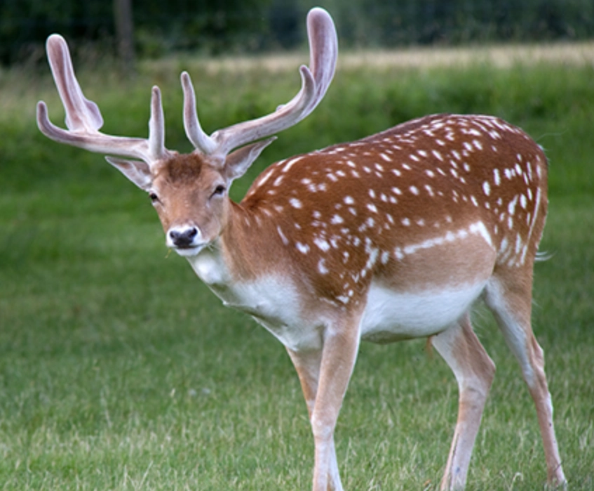 夢見梅花鹿 解夢 夢見梅花鹿 解夢