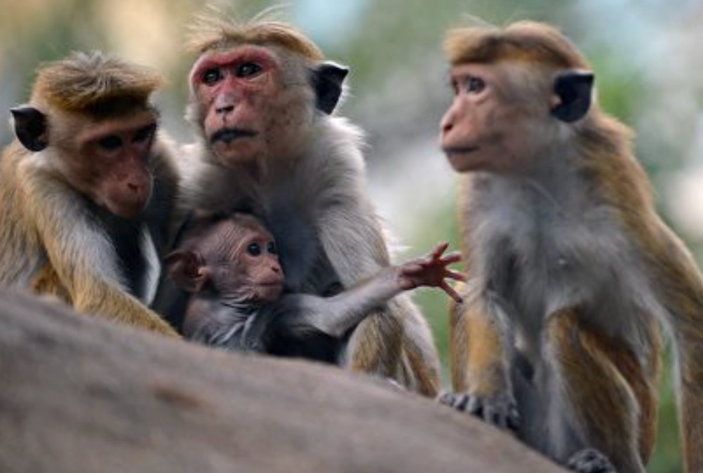 猴子 夢境 心理學