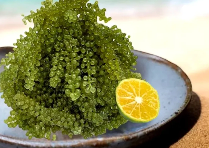 海葡萄料理 海葡萄料理