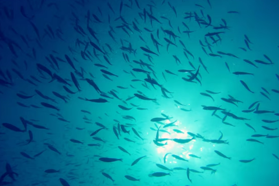 魚夢境 解析 魚夢境 解析