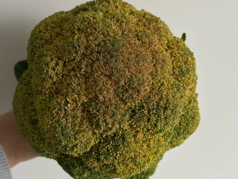 花椰菜變黃原因