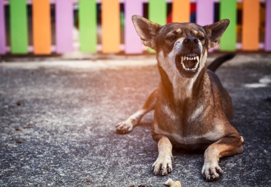 被狗追夢境心理