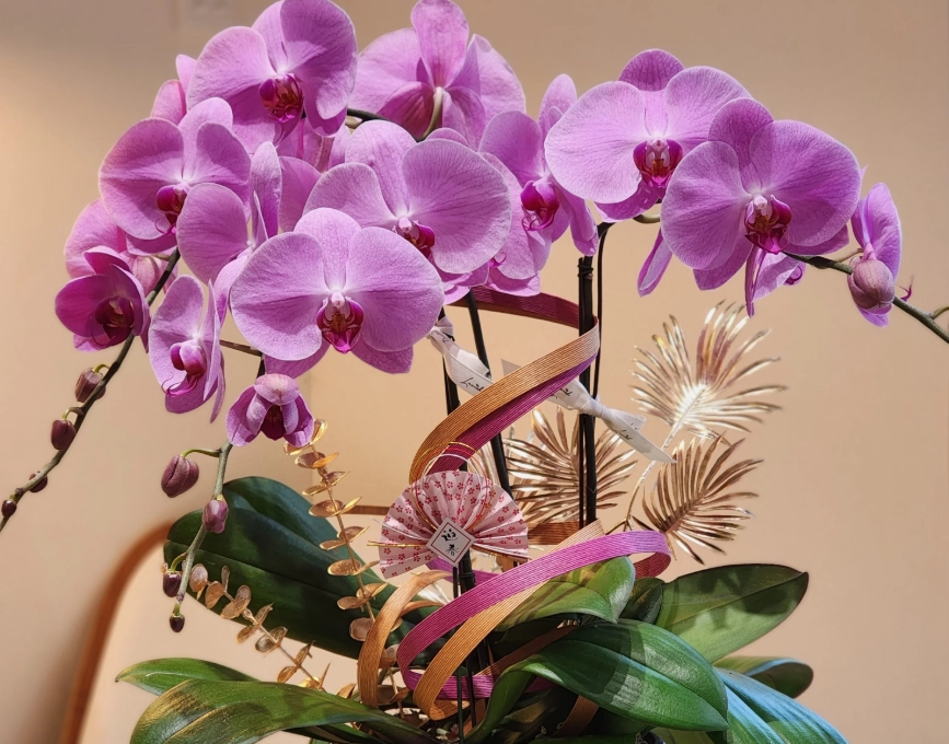 蝴蝶蘭擺設技巧
