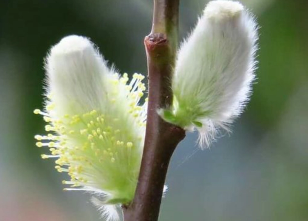 銀柳養護技巧 銀柳養護技巧