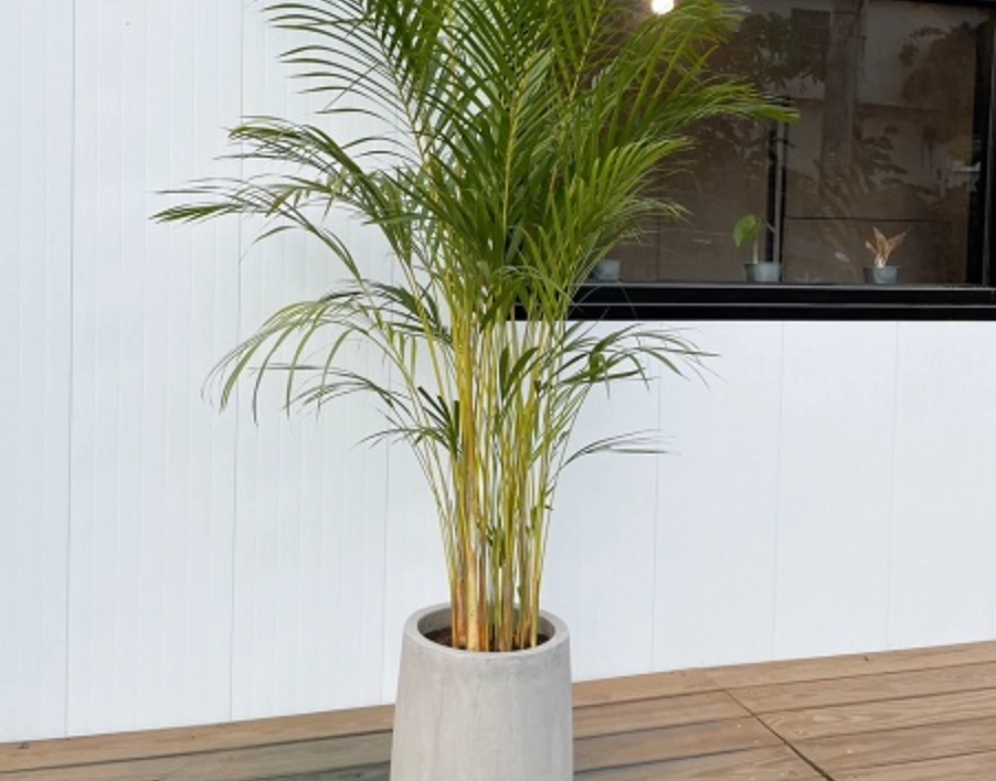 黃椰子養護方法 黃椰子養護方法