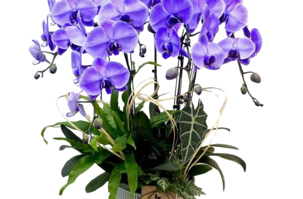 紫蘭花語意思 紫蘭花語意思