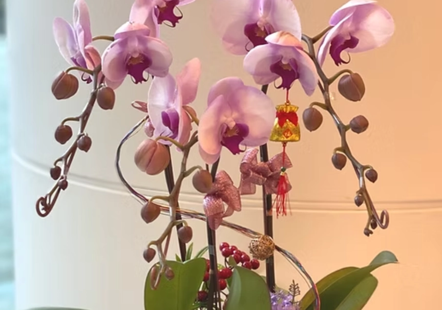 蝴蝶蘭養護方法