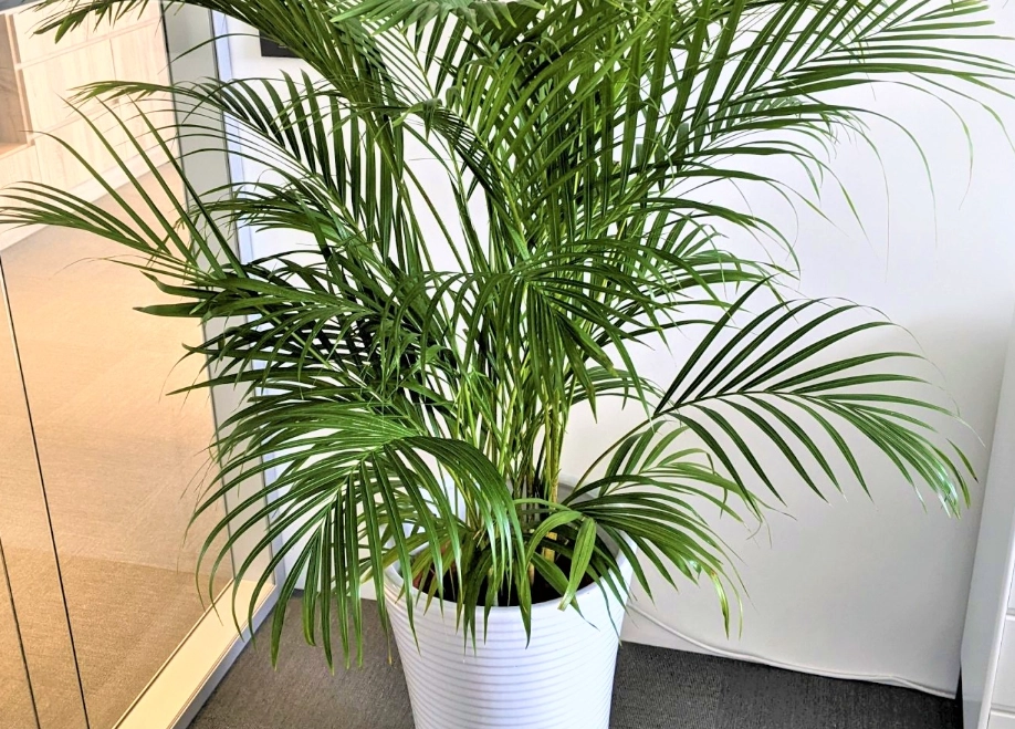 黃椰子養護方法 黃椰子養護方法