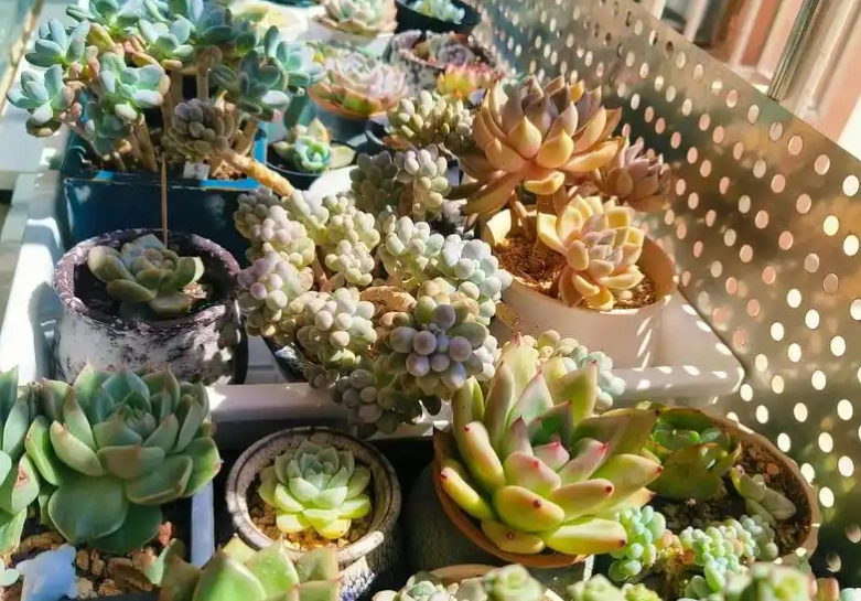 多肉要曬太陽嗎