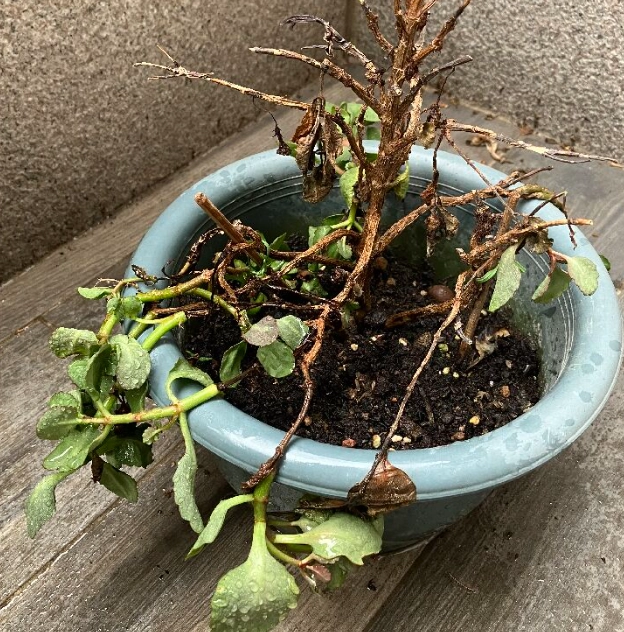 植物枯萎的原因