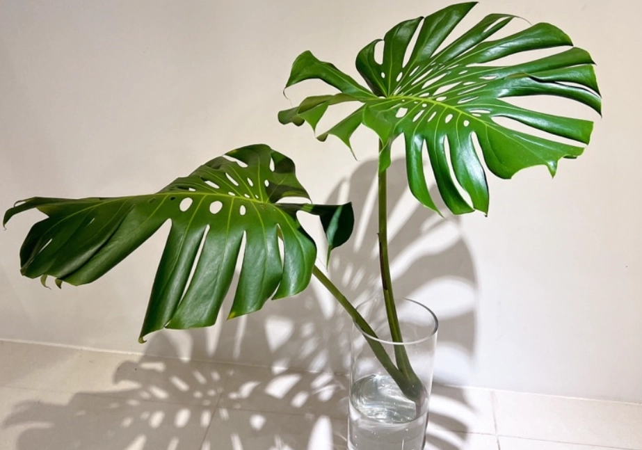 龜背芋水耕換水