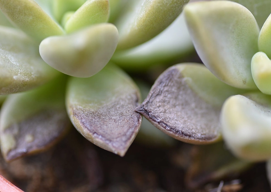 多肉葉黑