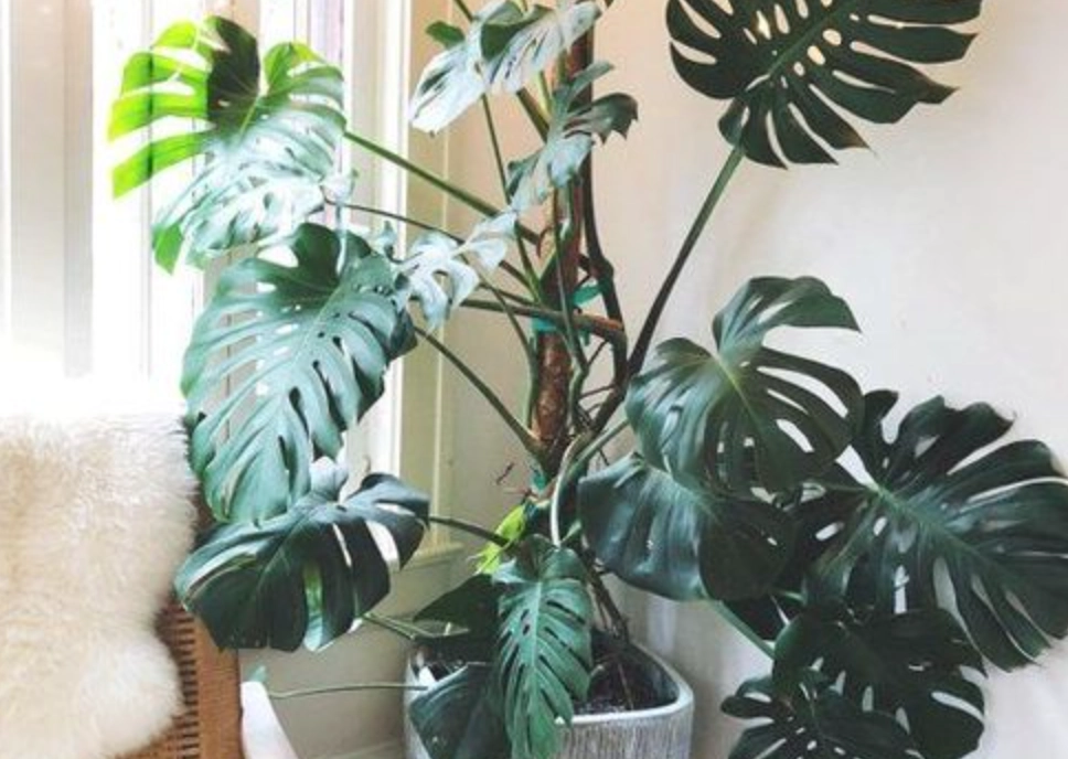 室內大型盆栽植物