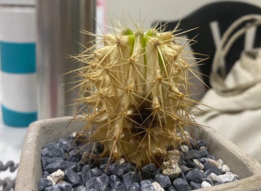 仙人掌曬傷處理