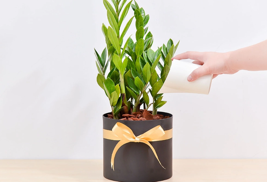 金錢樹多久澆一次水