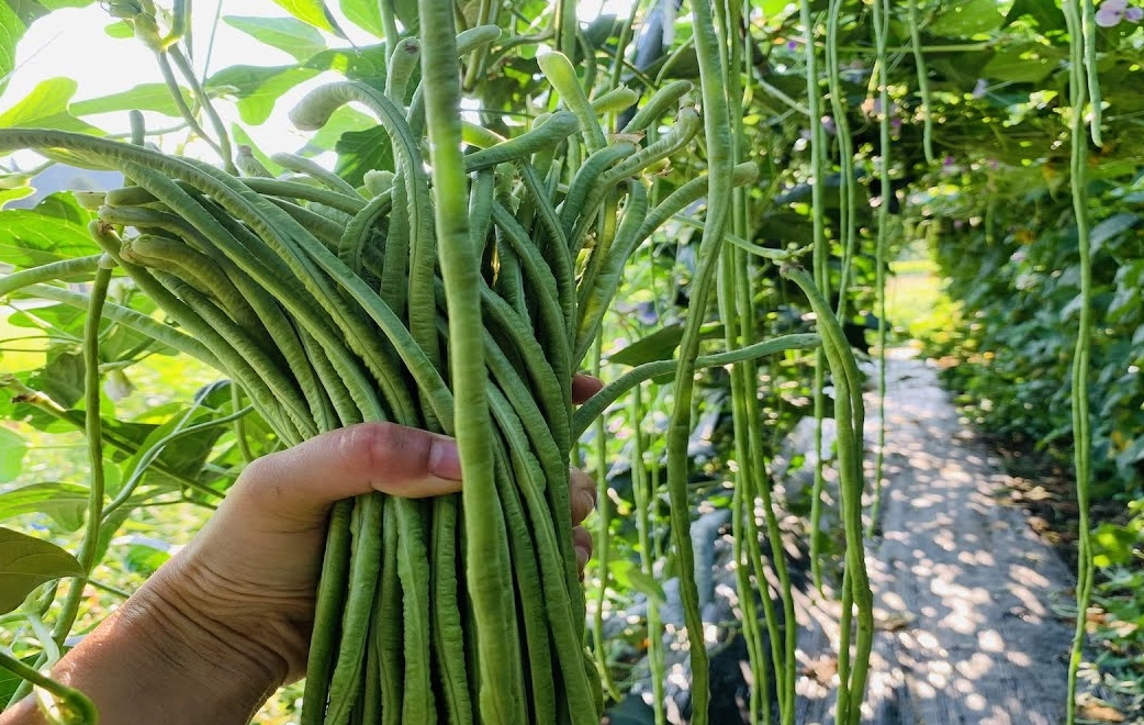 四季豆種植季節