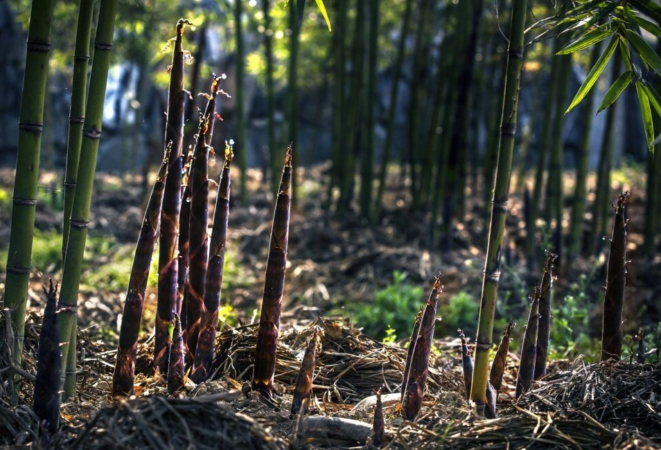 竹子如何快速生長