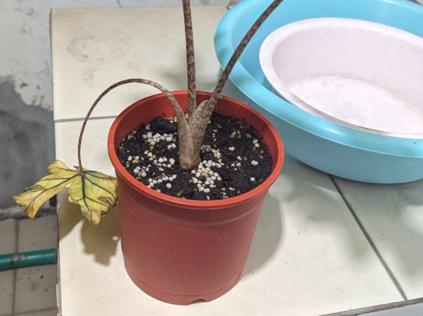 觀音蓮 葉子變黃 原因