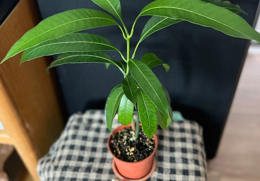 芒果盆栽