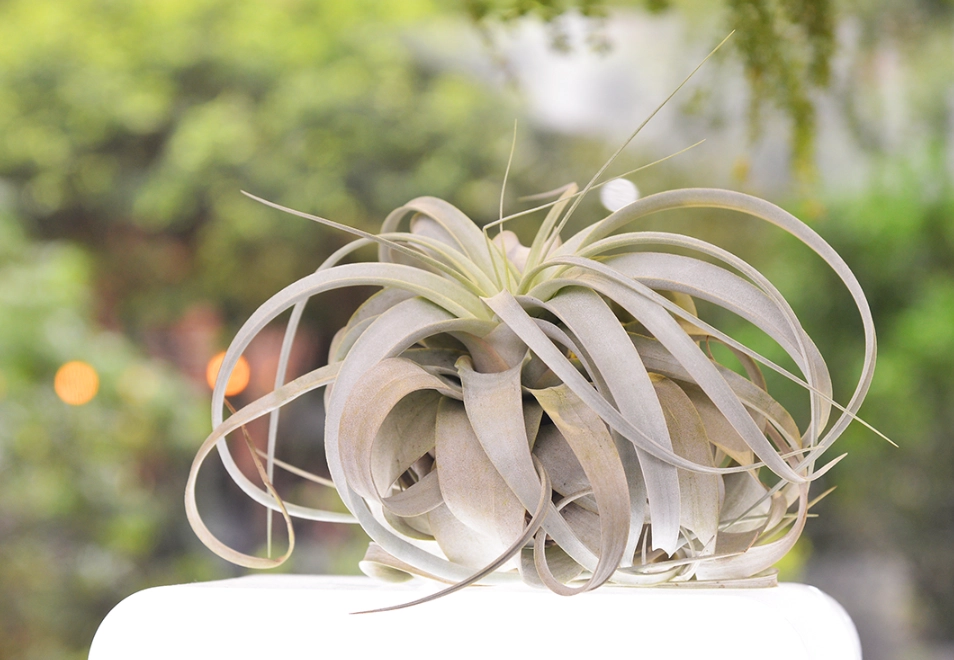 空氣鳳梨生長速度