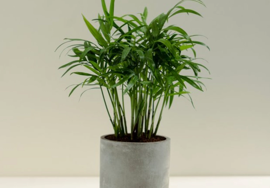 袖珍椰子 高度 控制