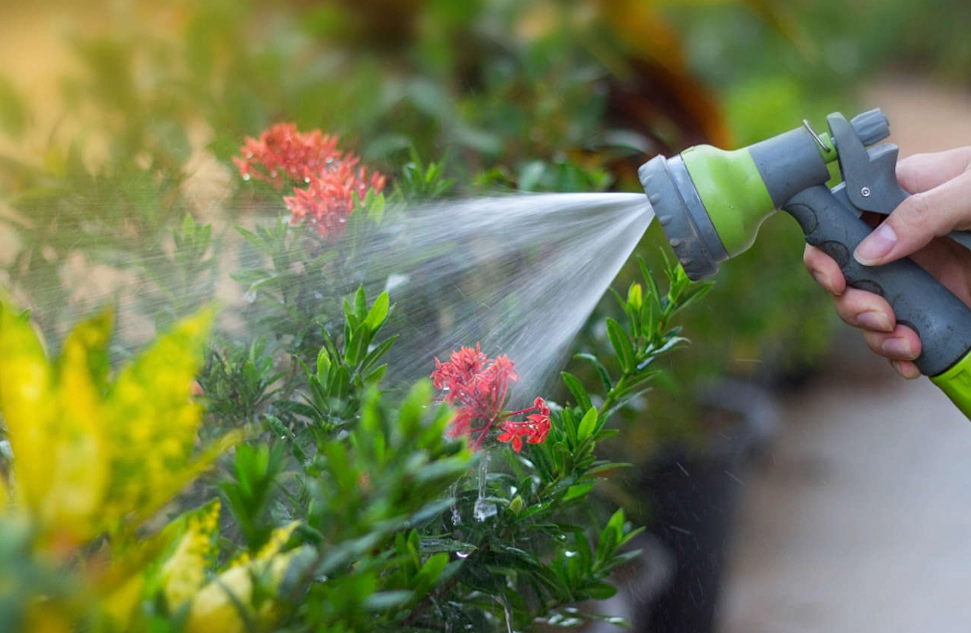 自來水澆花壞處 自來水澆花壞處