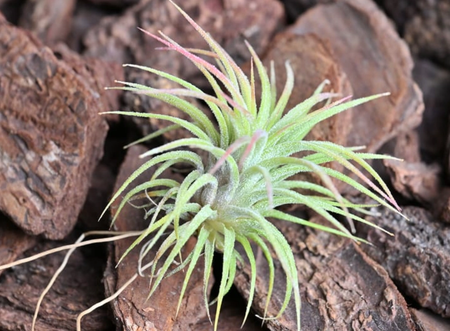 空氣鳳梨長不大