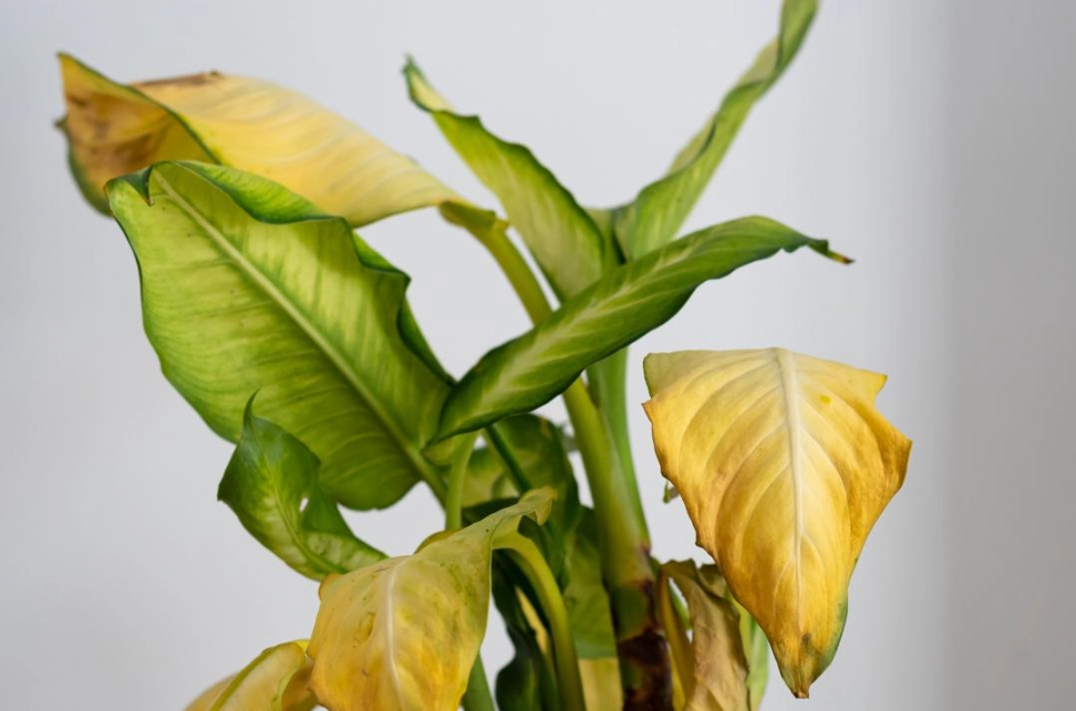 植物葉尖變黃怎麼辦