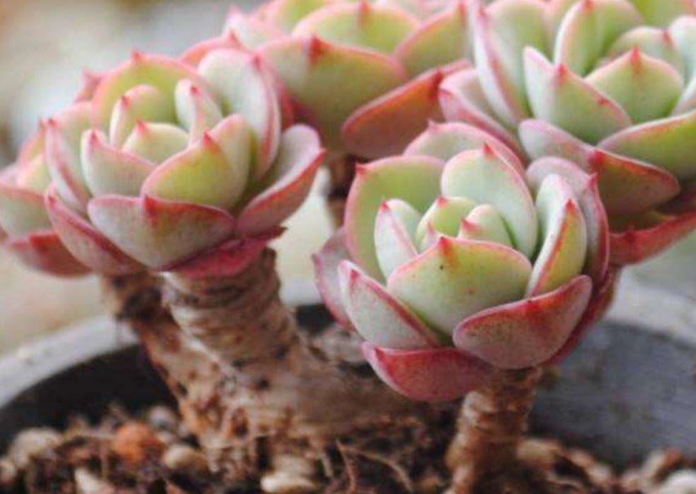 多肉植物夏天養護