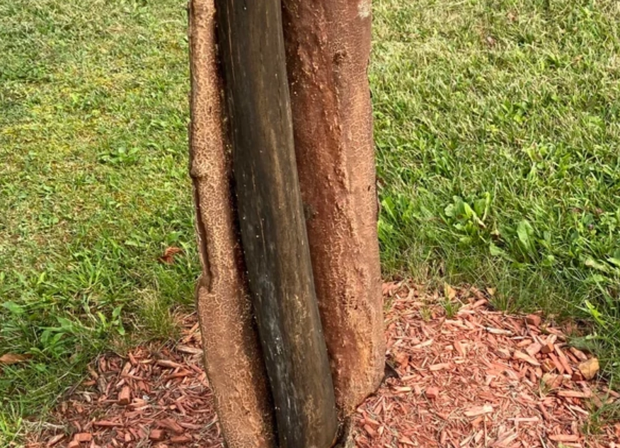 树皮剥落原因