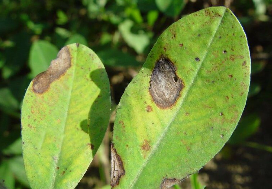 植物炭疽病治療