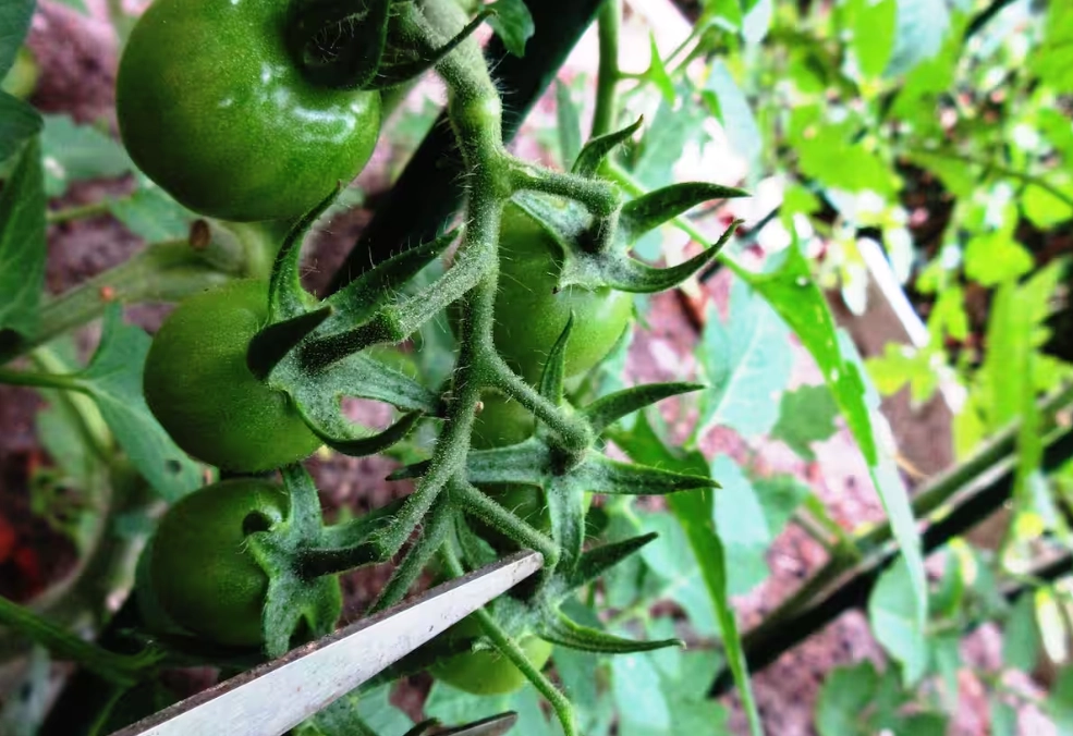 番茄側芽 摘除