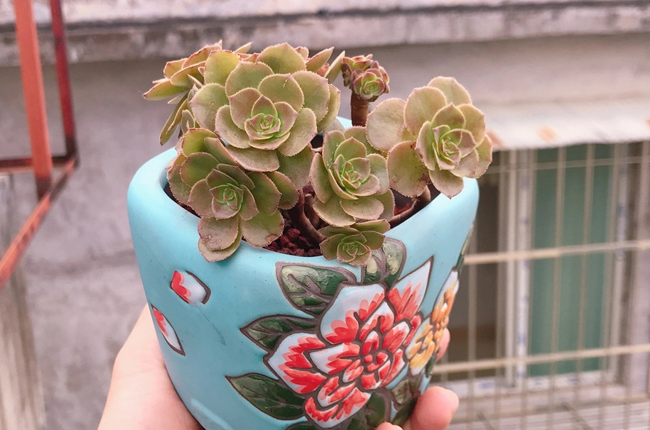 多肉植物夏天養護